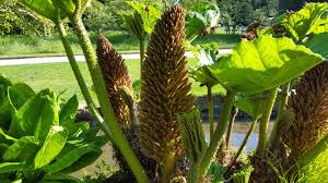 Image result for Gunnera