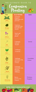 Companion planting is the practice of growing different plants together. Companion Planting For Vegetables And Herbs The Kitchen Garten
