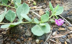 Image result for Corbichonia