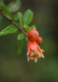 Image result for Punicaceae