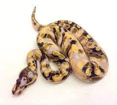 Click The Image To See More Pastel Enchi Pinstripe Pied Possible Yellow Belly Gorgeous Snake Ballpython Ball Reptile Room Ball Python Morphs Ball Python