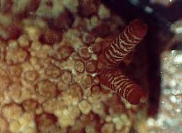 Image result for Pleurostylia africana