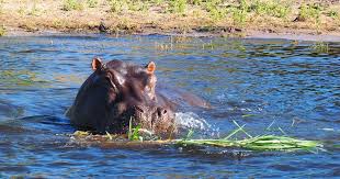 La Face Cachee De L Hippopotame L Animal Le Plus Dangereux D Afrique