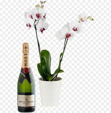 Map to this address directions to this address. White Orchid Champagne Luis Duarte Artefacto Touriga Nacional Selected Harvest Png Image With Transparent Background Toppng