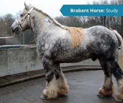 Experienced horses for filming, riding horses, trick horses, liberty horses, union riders. The Livestock Conservancy Brabants Are Heavy Thick Horses Used For Agricultural Work And Are The Heaviest Of All Draft Breeds They Come In A Wide Range Of Colors With Bay Bay