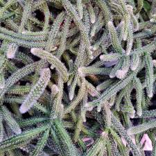 Image result for Rhipsalis baccifera