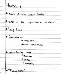 Humerus Medical School Studying Medical Student Study Nursing School Studying