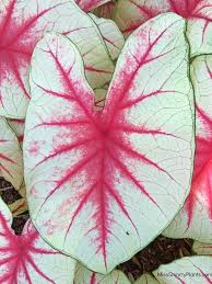 Fiesta Caladiums Bulbs Elephant Ear Heart Of Jesus And Angel Wings Caladium Plants Bonsai Flower