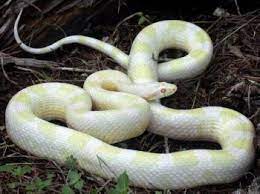 Blizzard Corn Snake Snake Pet Snake