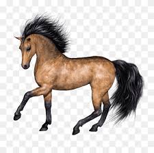 Ari mustang (american) stallion buckskin. Buckskin Png Images Pngwing