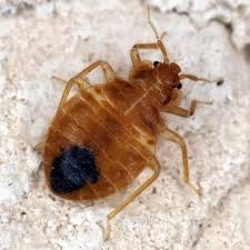 Don't miss the latest from west chester get free access to exclusive deals, events, news, and more. Green Pest Solutions 1 Local Exterminator For Insects Pests