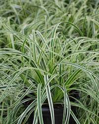 Image result for Carex johnstonii