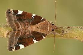 Image result for Cosmia diffinis