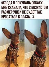 pin ot polzovatelya svetlana hrenova na doske yumor smeshnye kartinki anekdoty sobaki zhivotnye zabavnosti