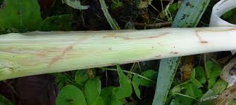 Image result for phytomyza gymnostoma