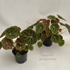 Image result for Begonia elaeagnifolia