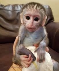 Pin On Primate