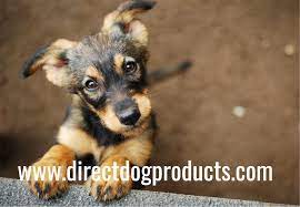 Snuggle Safe Pet Bed Microwave Heating Pad Directdogproducts Com