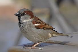 house sparrow wikipedia