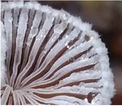 Image result for Schizachyrium platyphyllum