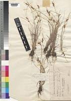 Image result for Pycreus africanus