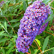 Our shrubs are available in various shapes, sizes and flower types. Buddleja Davidii Blue 2 Shrubs Gardens4you Http Www Amazon Co Uk Dp B00eap10sm Ref Cm Sw R Pi Dp Xot7wb1zdfpnd Buddleja Davidii Plants Flowering Shrubs
