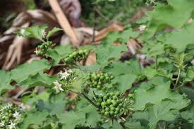 Image result for Solanum torvum