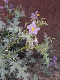 Image result for Tephrosia tanganicensis