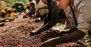 咖啡生產國: 非洲– Coffee Geek