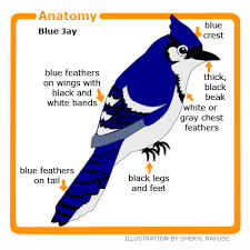 Download high quality blue jay clip art from our collection of 65,000,000 clip art graphics. Animal Facts Blue Jay Canadian Geographic