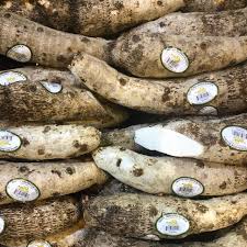 White Yautia Root Information And Facts