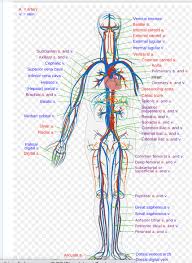 Arteries and veins can carry either deoxygenated or oxygenated blood. Cardiovascular System Physiopedia