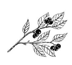 Huckleberry Creme Caramel Huckleberry Tattoo Ink Tattoos