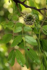 Image result for Brachystegia manga