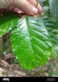 Image result for Curtisia dentata