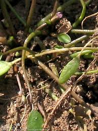 Image result for Limosella maior