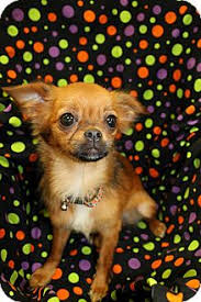 Browse thru chihuahua puppies for sale in michigan, usa area listings on puppyfinder.com to find your perfect puppy. Battle Creek Mi Chihuahua Meet Pumpkin A Pet For Adoption