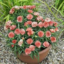 Die Bunte Vielfalt Der Gartennelke Pflanzen Hangepflanzen Nelken