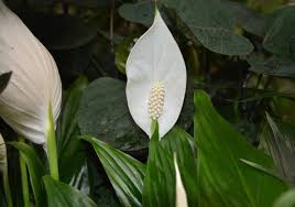 En plus d'être colorées, certaines pourront parfumer délicatement. 13 Plantes D Interieur Robustes Pour Ceux Qui N Ont Pas La Main Verte