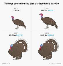 The heaviest turkey ever raised was 86 pounds, about the size of a large dog. Thanksgiving Turkeys Have Doubled In Size Since The 1950s