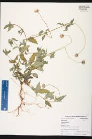 Image result for Tridax