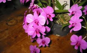 Bunga anggrek memiliki nama latin orchidaceae yang merupakan salah satu dari suku tanaman berbunga, yang memiliki jenis anggota terbanyak. 20 Macam Macam Bunga Anggrek Terfavorit Tokopedia Blog