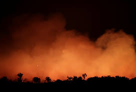 Maybe you would like to learn more about one of these? Hutan Hujan Amazon Terus Terbakar Jutaan Spesies Istimewa Berdepan Kemusnahan Deenamik