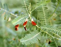 Image result for Sesbania