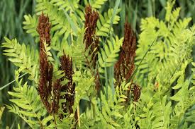 Image result for Osmunda regalis