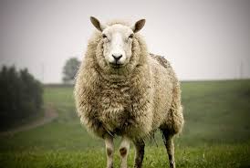 What is the best sheep for wool production? Sheep Wild Republic