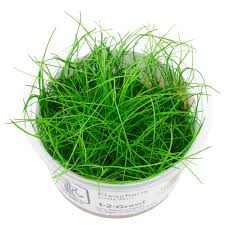 Image result for Eleocharis setifolia