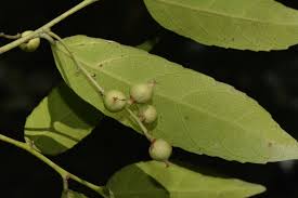 Image result for Sladeniaceae