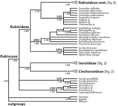 Image result for Hedythyrsus thamnoideus