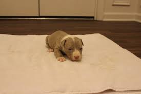 I want to hire puppet shows in fayetteville, nc. American Pit Bull Terrier Puppies For Sale Fayetteville Nc 287409